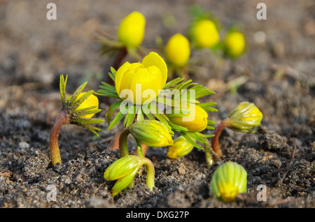 Winterling - Winter Aconitum 10 Stockfoto