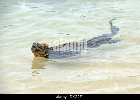 Marine Iguana, Puerto Villamil, Insel Isabela, Galapagos-Inseln, Ecuador / (Amblyrhynchus Cristatus) Stockfoto
