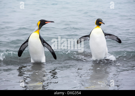 Königspinguine Emege von einem Fang-Ausflug an den Strand in der weltweit zweitgrößte Königspinguin-Kolonie auf Salisbury Plain, Südgeorgien, südliche Ozean zu sehen. Stockfoto