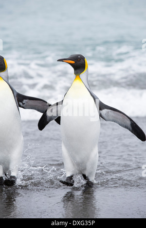 Königspinguine Emege von einem Fang-Ausflug an den Strand in der weltweit zweitgrößte Königspinguin-Kolonie auf Salisbury Plain, Südgeorgien, südliche Ozean zu sehen. Stockfoto