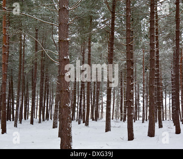 Eine Plantage von Kiefern im Winterschnee. Stockfoto