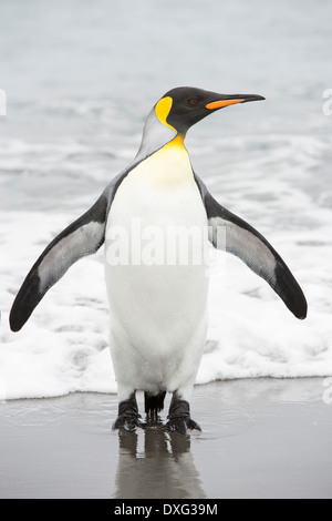 Königspinguine Emege von einem Fang-Ausflug an den Strand in der weltweit zweitgrößte Königspinguin-Kolonie auf Salisbury Plain, Südgeorgien, südliche Ozean zu sehen. Stockfoto