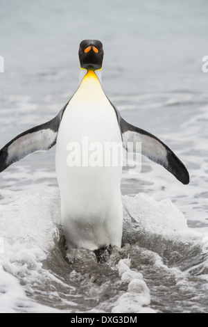 Königspinguine Emege von einem Fang-Ausflug an den Strand in der weltweit zweitgrößte Königspinguin-Kolonie auf Salisbury Plain, Südgeorgien, südliche Ozean zu sehen. Stockfoto