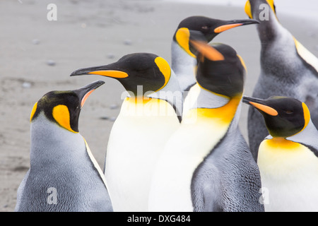 Königspinguine in der weltweit zweitgrößte Königspinguin-Kolonie auf Salisbury Plain, Südgeorgien, südliche Ozean. Stockfoto