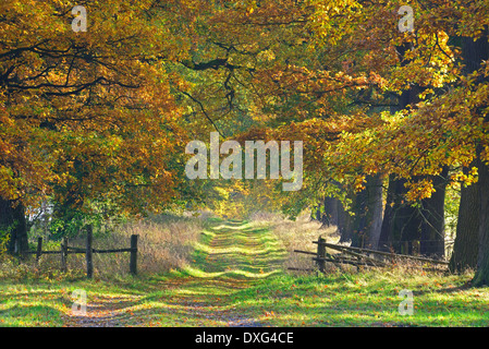 Eichen gesäumten Allee, alten Eichen, Hessen, Deutschland / (Quercus spec.) Stockfoto