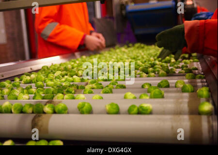 Maschine Ernte Brussel Sprouts im Feld-Hof Stockfoto