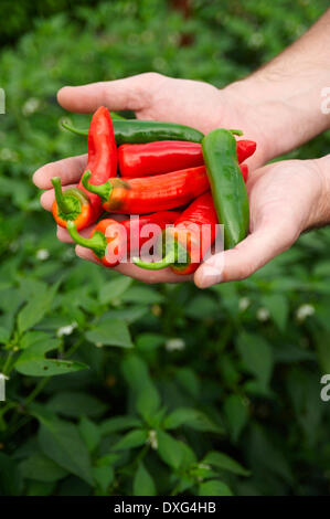 Hände halten rote und grüne Chilischoten Stockfoto