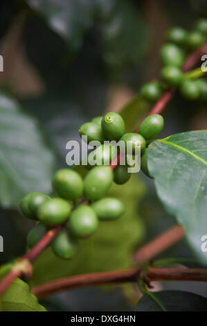 Nahaufnahme von Kaffeebohnen wachsen auf Anlage Stockfoto