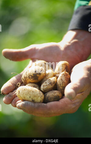 Hände halten frisch gegraben Jersey Royal Kartoffeln Stockfoto
