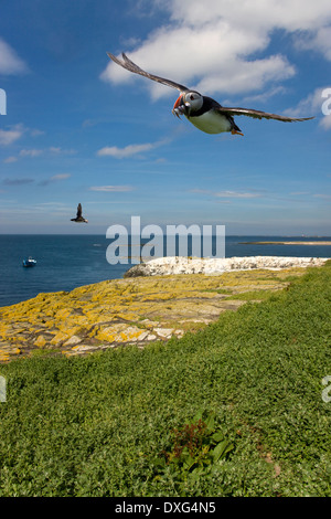 Papageientaucher (Fratercula Arctica) - Farne Islands Stockfoto