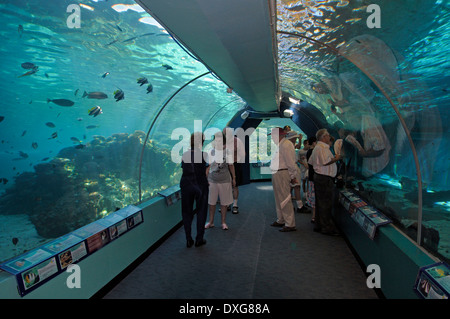 Touristen, die in Tunnel HQ Reefworld, Townsville, Queensland, Australien / Aquarium Stockfoto