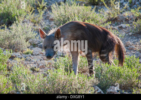 Braune Hyäne (Parahyaena Brunnea), Kgalagadi Transfrontier Park, Northern Cape, Südafrika Stockfoto