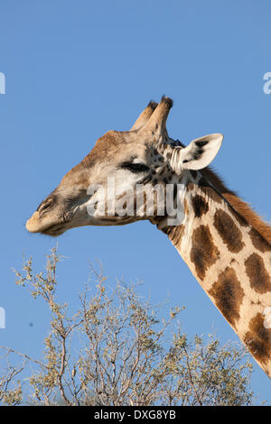 Giraffe (Giraffa Plancius), Kgalagadi Transfrontier Park, Northern Cape, Südafrika Stockfoto