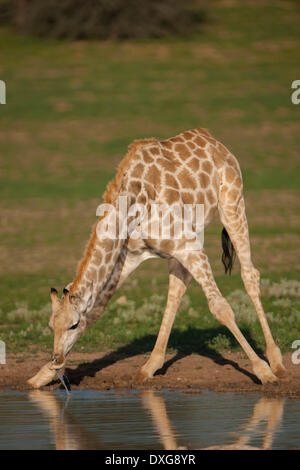 Giraffe (Giraffa Plancius) trinken, Kgalagadi Transfrontier Park, Northern Cape, Südafrika Stockfoto