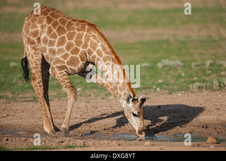 Giraffe (Giraffa Plancius) trinken, Kgalagadi Transfrontier Park, Northern Cape, Südafrika Stockfoto