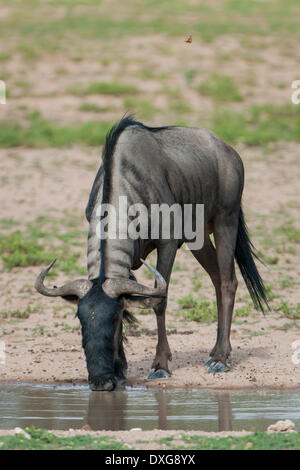 Gnus (Connochaetes Taurinus) trinken, Kgalagadi Transfrontier Park, Northern Cape, Südafrika Stockfoto