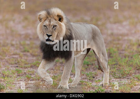 Löwe (Panthera Leo), Kgalagadi Transfrontier Park, Northern Cape, Südafrika Stockfoto