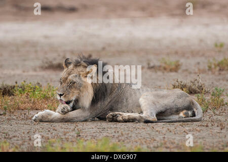 Männlicher Löwe (Panthera Leo) lecken seinen Pelz, Kgalagadi Transfrontier Park, Northern Cape, Südafrika Stockfoto