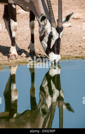 Oryx (Oryx Gazella) trinken an einem Wasserloch, Kgalagadi Transfrontier Park, Northern Cape, South Africa Stockfoto