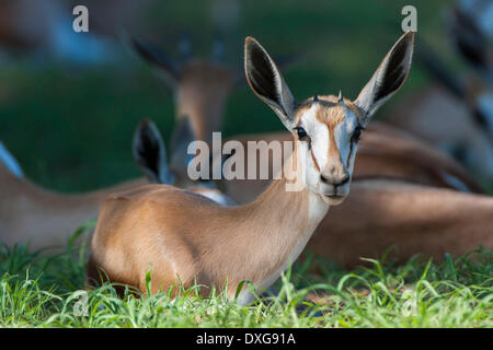 Young Springbok (Antidorcas Marsupialis) liegen in der Grass, Kgalagadi Transfrontier Park, Northern Cape, Südafrika Stockfoto