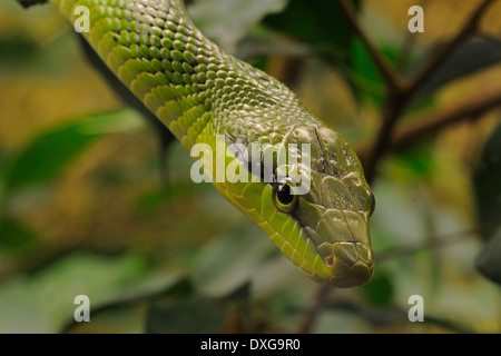 Rotschwanz-grün Ratsnake (Gonyosoma Oxycephala), Asien Stockfoto