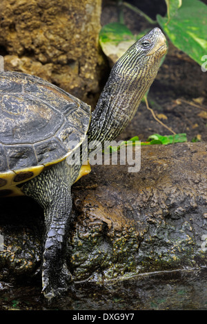 Chinesische Streifen-necked Turtle (Ocadia Sinensis, Mauremys Sinensis), Asien Stockfoto