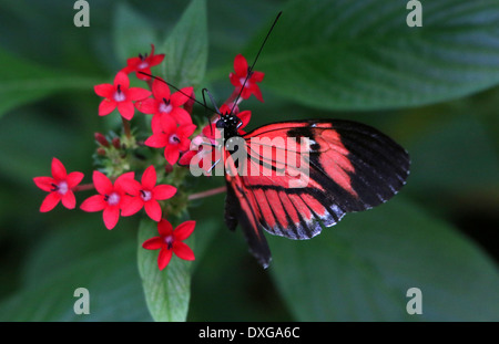 Postbote Schmetterling oder gemeinsame Postman (Heliconius Melpomene), 20 Bilder in verschiedenen Mischformen Stockfoto