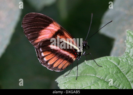 Postbote Schmetterling oder gemeinsame Postman (Heliconius Melpomene), 20 Bilder in verschiedenen Formen, alle roten Hybridsorte Stockfoto