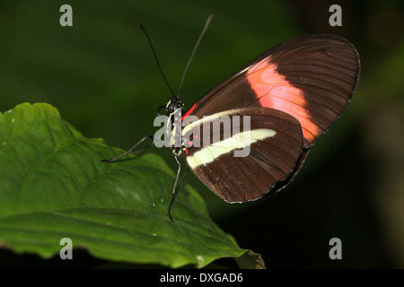 Postbote Schmetterling oder gemeinsame Postman (Heliconius Melpomene), 20 Bilder in verschiedenen Mischformen Stockfoto