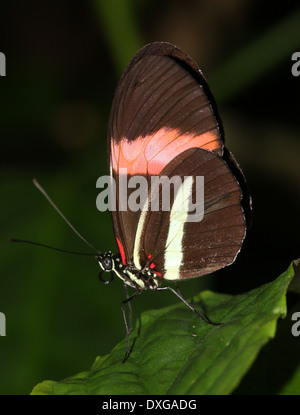 Postbote Schmetterling oder gemeinsame Postman (Heliconius Melpomene), 20 Bilder in verschiedenen Mischformen im Profil Stockfoto