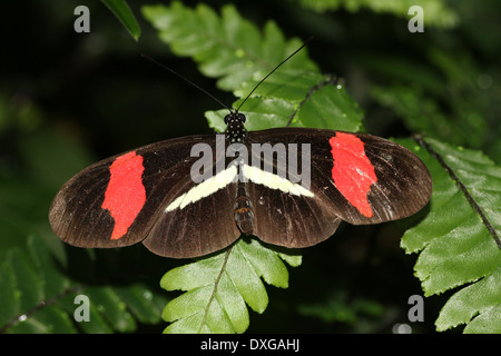 Postbote Schmetterling oder gemeinsame Postman (Heliconius Melpomene), 20 Bilder in verschiedenen Mischformen, Standardform Stockfoto