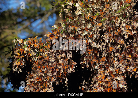 Amerika, Mexiko, Bundesstaat Michoacán, Ocampo Dorf, Sierra Chincua, Monarch Butterfly sanctuary Stockfoto