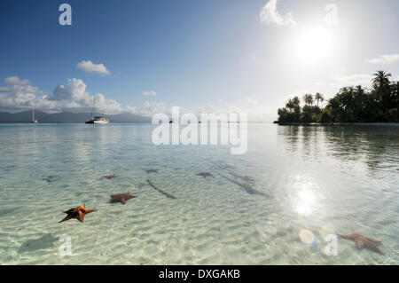 Seestern in das kristallklare Wasser der Insel Cayos Los Grullos, San Blas Inseln, Panama Stockfoto