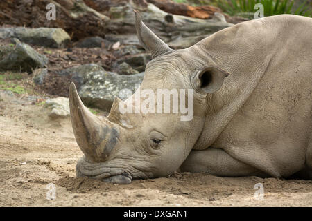 Weißer Rhinoceros (Ceratotherium Simum), schlafend, North Island, Neuseeland, Auckland, Auckland Zoo Stockfoto