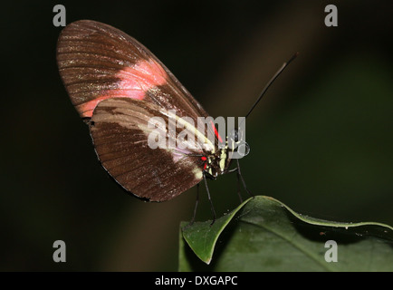Postbote Schmetterling oder gemeinsame Postman (Heliconius Melpomene), 20 Bilder in verschiedenen Mischformen, hier im Profil Stockfoto