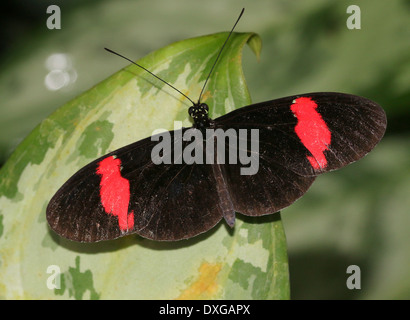 Postbote Schmetterling oder gemeinsame Postman (Heliconius Melpomene), 20 Bilder in verschiedenen Mischformen, hier ohne weiße Streifen Stockfoto