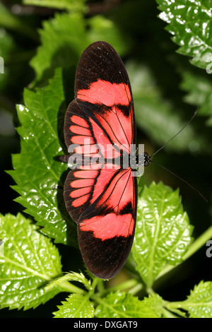 Postbote Schmetterling oder gemeinsame Postman (Heliconius Melpomene) Bilder 20 in verschiedenen Mischformen, hier eine alle rote Rebsorte Stockfoto