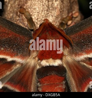 Atlas-Motte (Attacus Atlas)-Nahaufnahme Stockfoto