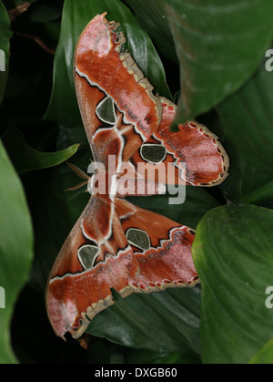 Atlas-Motte (Attacus Atlas)-Nahaufnahme Stockfoto