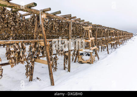 Racks mit Stockfisch in der Nähe von Hafnarfjördur, Reykjanes, Island Stockfoto