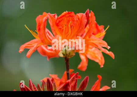 Azalee (Rhododendron), "Saturnus Mollis" Hybride, blühend, Thüringen, Deutschland Stockfoto