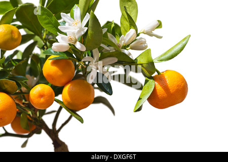 Mandarin Baum isoliert auf weißem Hintergrund. Stockfoto