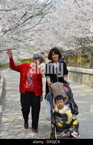 Binzhou, China Shandong Provinz. 26. März 2014. Touristen sehen Kirschblüten auf dem Berg Kirsche in Zouping County Binzhou Stadt, Ost-China Shandong Provinz, 26. März 2014. Die schönen Kirschblüten hier lockte viele Touristen kommen im Freien um die Landschaft zu sehen. © Dong Naide/Xinhua/Alamy Live-Nachrichten Stockfoto