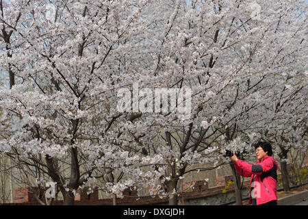 Binzhou, China Shandong Provinz. 26. März 2014. Ein Tourist nimmt Fotos von Kirschblüten auf dem Berg Kirsche in Zouping County Binzhou Stadt, Ost-China Shandong Provinz, 26. März 2014. Die schönen Kirschblüten hier lockte viele Touristen kommen im Freien um die Landschaft zu sehen. © Dong Naide/Xinhua/Alamy Live-Nachrichten Stockfoto