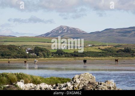 Rinder an der Küste von Loch Indaal, Isle of Islay, Inneren Hebriden, Schottland Stockfoto