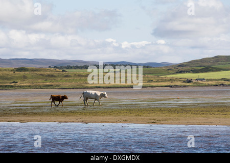 Rinder an der Küste von Loch Indaal, Isle of Islay, Inneren Hebriden, Schottland Stockfoto