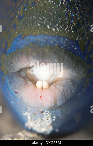 Blauer Drückerfisch (Pseudobalistes Fuscus) Stockfoto