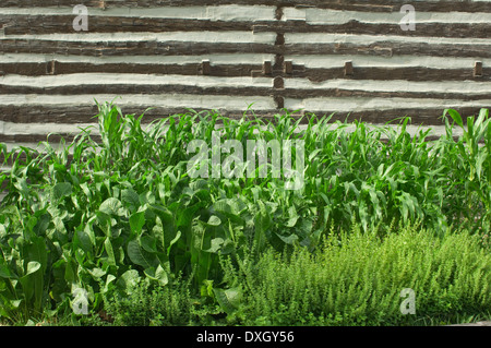 Mais in der Gemüsegarten der alten Fort Wayne, Ft Wayne, Indiana. Digitale Fotografie Stockfoto