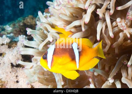 Spielerische Rote Meer Anemonenfische (Amphiprion Bicinctus) Stockfoto