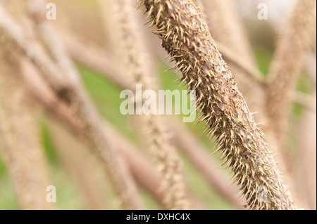 Detail der Massen von kleinen stacheligen spitzen Dornen und Stacheln auf Stämmen von wilden Rosen wie eine Datei hustet, Rosa rugosa, schmerzhafte wie scharfe Nadeln Stockfoto